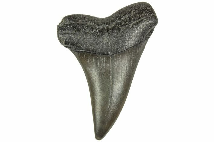 Fossil Broad-Toothed Mako Tooth - South Carolina #214658